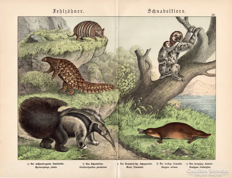 Kacsacsőrű emlős, hangyász, litográfia 1886, német, eredeti, színes nyomat, 32 x 41 cm, nagy méret