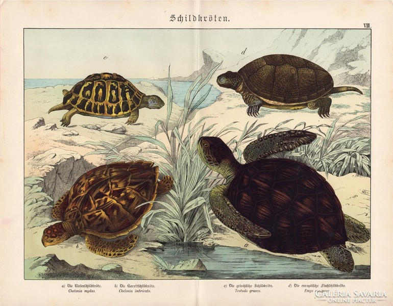 Levesteknős, cserepesteknős, mór és mocsári teknős litográfia 1886, eredeti, 32 x 41 cm, nagy méret