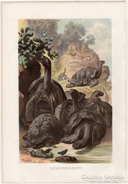 Galápagosi óriásteknős, litográfia 1883, színes nyomat, eredeti, Brehm, Thierleben, állat, teknős