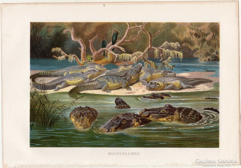 Fekete kajmán, litográfia 1883, színes nyomat, eredeti, Brehm, Thierleben, állat, hüllő, aligátor