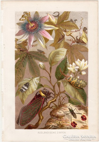 Kabócák, litográfia 1884, színes nyomat, eredeti, Brehm, Thierleben, állat, kabóca, külföldi, rovar