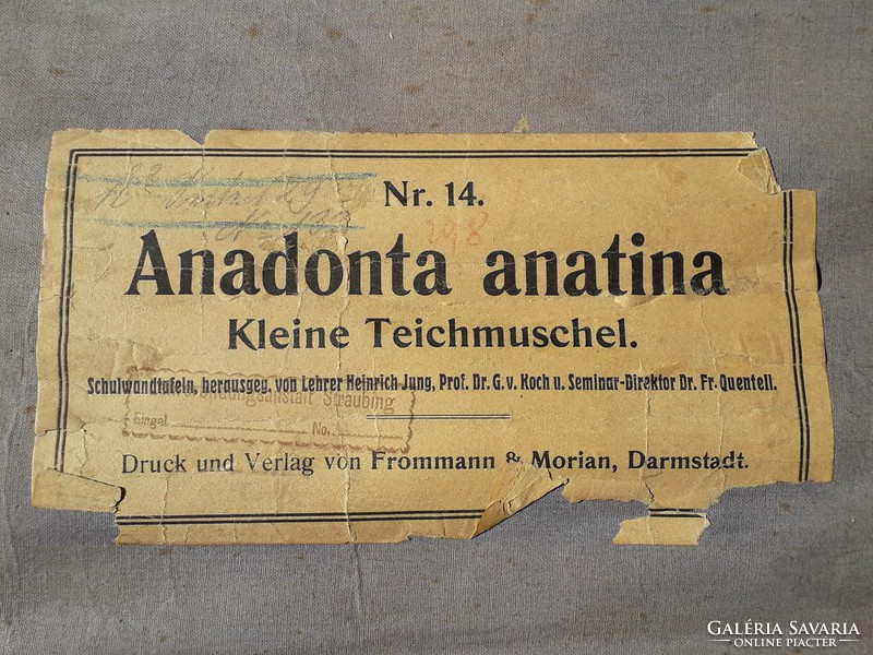 Antik 1902 - 1903 iskolai anatómiai oktató tábla - litográfia vászonra kasírozva - 99 cm x 73 cm