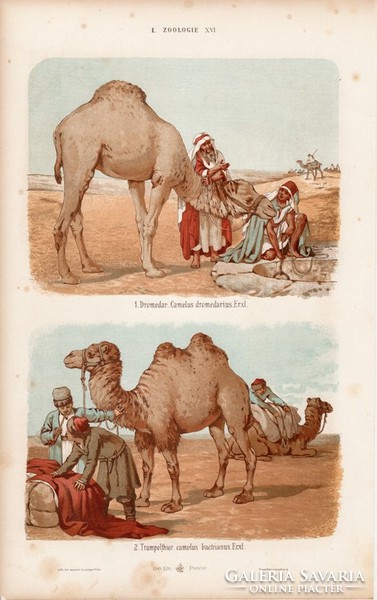 Teve, dromedár és zsiráf, pézsmaszarvas, láma, litográfia 1885, eredeti, 26 x 42 cm, nagy méret