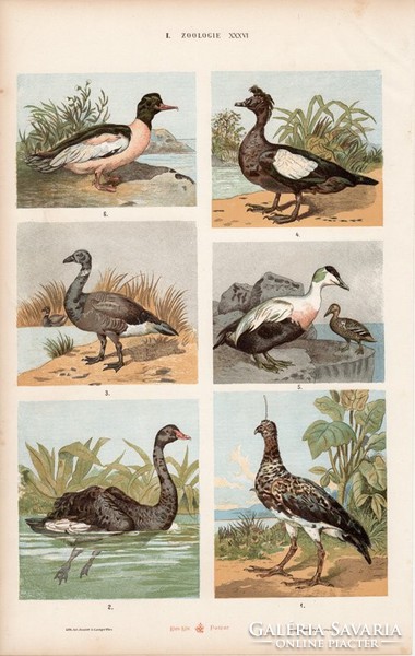 Kacsa, lúd, réce és flamingó, daru, íbisz, marabu, litográfia 1885, eredeti, 26 x 42 cm, madár