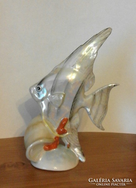 Gorgeous drasche sailfish