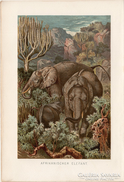 Afrikai elefánt, litográfia 1894, színes nyomat, eredeti, német, Brehm, állat, Afrika, emlős
