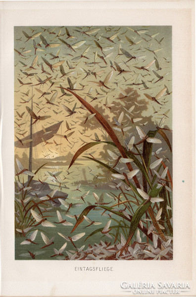 Kérészek, litográfia 1894, színes nyomat, eredeti, német, Brehm, állat, szárnyas rovar, Európa