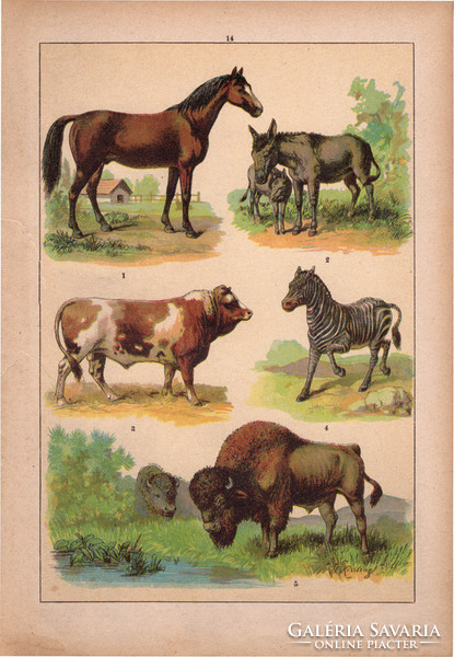 Állatok (14), litográfia 1902, eredeti, kis méret, magyar, állat, ló, szarvasmarha, zebra, szamár