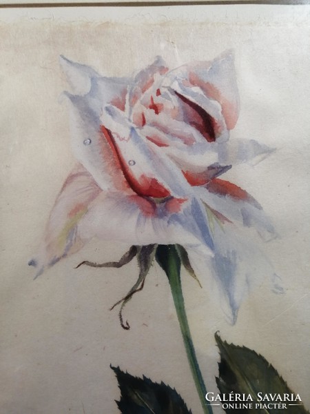 "Rózsa" Akvarell 1960-ból