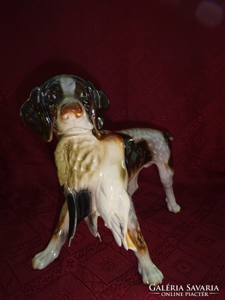 German porcelain dog, German Vizsla with wild duck. He has!