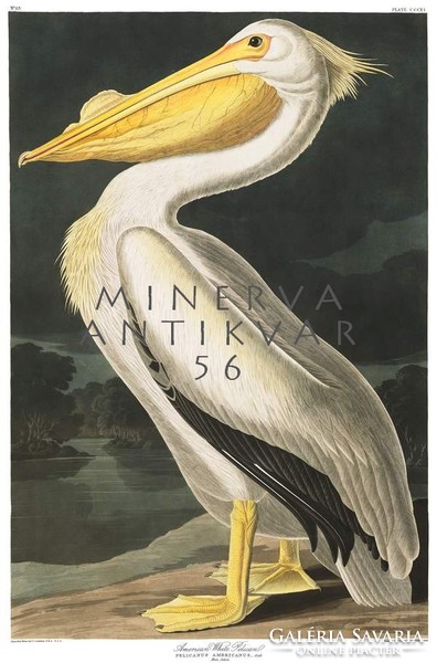 Fehér pelikán tóparton, madaras nyomat, J. J. Audubon Amerika madarai 1826-38 vintage reprint