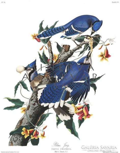 Kék szajkók faágon, tojás, madaras nyomat, J. J. Audubon Amerika madarai 1826-38 vintage reprint