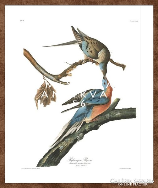 Vándorgalamb galamb pár faágon madaras nyomat, J. J. Audubon Amerika madarai 1826-38 vintage reprint