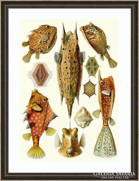 Bőröndhal gömbhal dobozhal egzotikus tengeri hal Haeckel 1904 vintage zoológiai illusztráció reprint