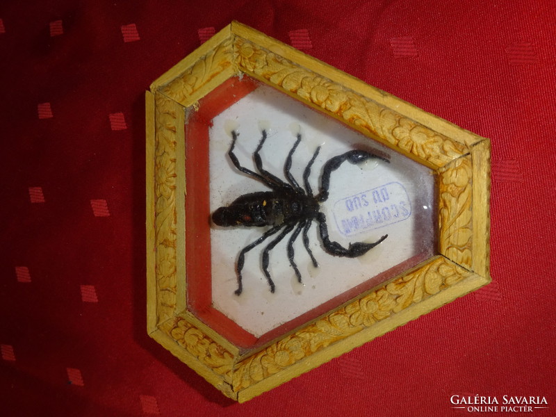Black scorpion from the south, in a wooden and glass gift box under a glass plate. Scorpion du sud. He has!