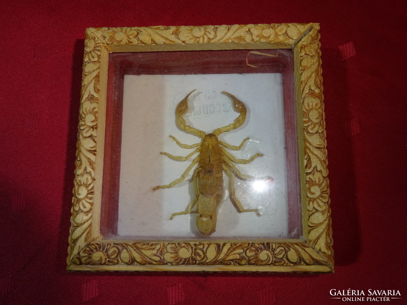 Brown scorpion in a gift box, under a glass plate, size: 11.5 x 11.5 x 4 cm. He has!