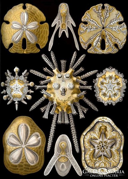 Tengeri sün váz fosszília kövület geometrikus Haeckel 1904 vintage zoológiai illusztráció reprint