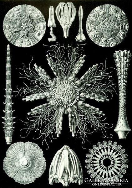 Fosszília kövület tengeri sün váz geometrikus Haeckel 1904 vintage zoológiai illusztráció reprint