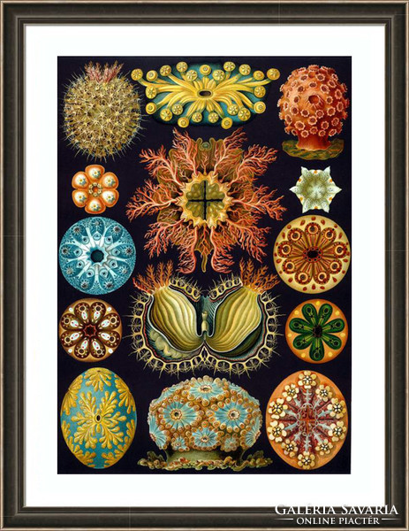 Zsákállatok geometrikus minta Faberge tojás Haeckel 1904 vintage zoológiai illusztráció reprint