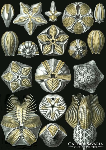 Fosszília kövület tengeri sün váz fekete-arany Haeckel 1904 vintage zoológiai illusztráció reprint