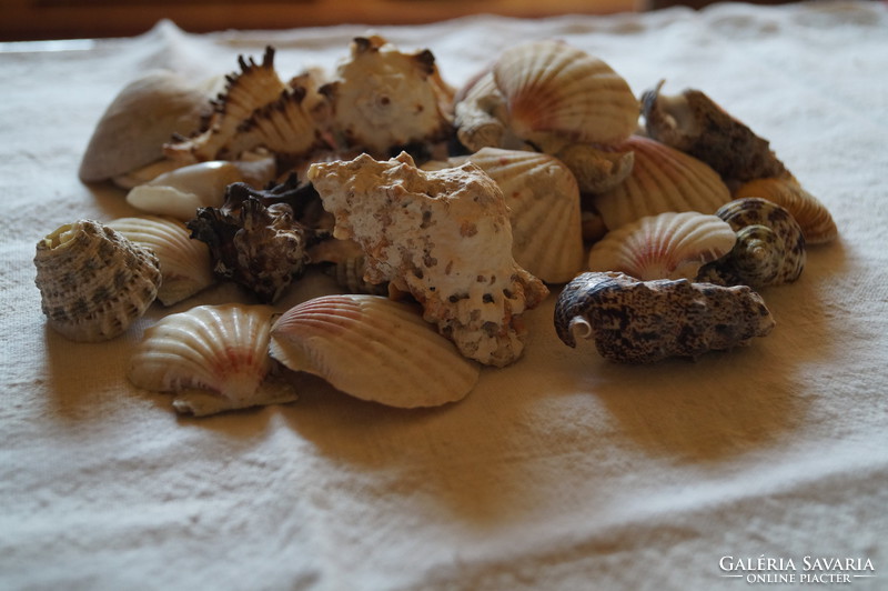 Kagyló és csiga gyűjtemény