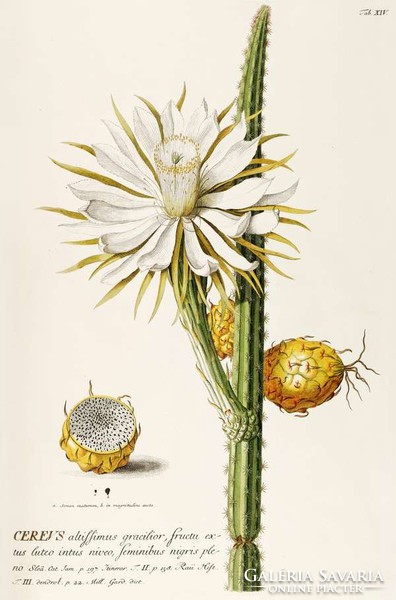 Kaktusz 2 fehér sárga virág bimbó termés gyümölcs tüske G.Ehret Antik botanikai illusztráció reprint