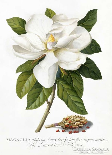 Magnólia fehér virág hajtás zöld levelek dísznövény G.Ehret Antik botanikai illusztráció reprint