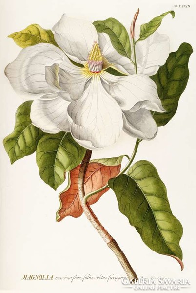 Magnólia 2. fehér virág hajtás zöld levelek dísznövény G.Ehret Antik botanikai reprint növény nyomat