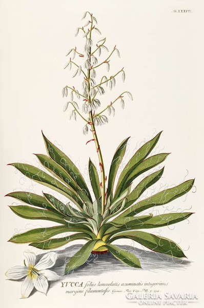 Pálma liliom yucca fehér virág levél kerti dísznövény G.Ehret Antik botanikai illusztráció reprint