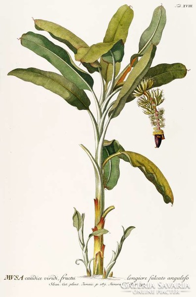 Banán cserje fa dísznövény egzotikus trópusi zöld levél G.Ehret Antik botanikai reprint nyomat