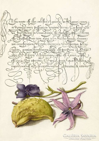 Díszes kalligráfia botanikai illusztráció latin szöveg ibolya virág 16. sz-i antik kézirat reprint