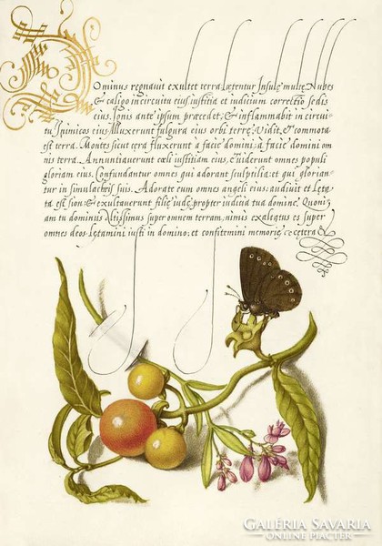 Aranyozott iniciálé kalligráfia botanikai illusztráció pillangó lepke 16. sz-i antik kézirat reprint