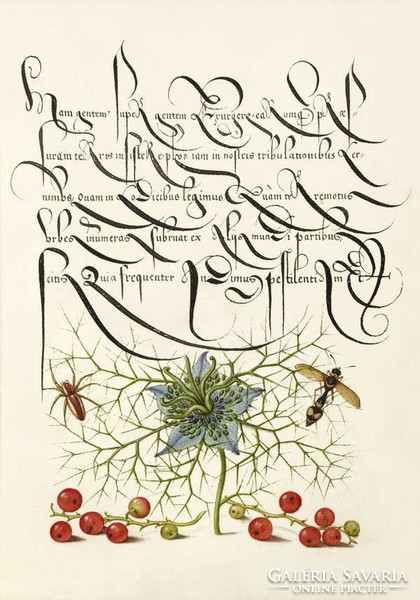 Díszes kalligráfia növény rajz illusztráció pók ribizli borzaska darázs 6.sz antik kézirat reprint