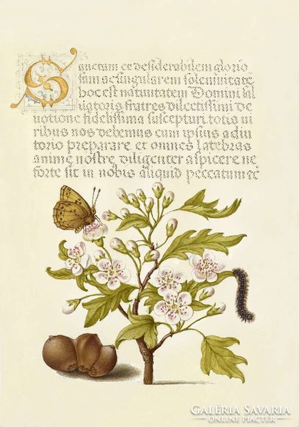 Kalligráfia botanika illusztráció galagonya lepke pillangó hernyó mogyoró 16sz antik kézirat reprint