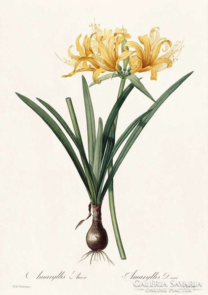 Liliomfélék sárga virágú amarillisz hagymás egzotikus növény P.J. Redouté 1810 REPRODUKCIÓ nyomat