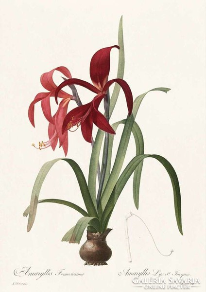 Liliomfélék amarillisz vörös virág szobanövény botanika illusztráció Redouté 1810 REPRODUKCIÓ nyomat