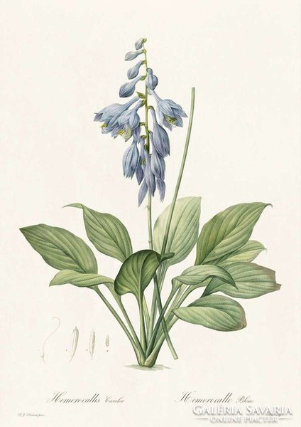 Árnyék liliom kék virág kert dísznövény levél botanikai illusztráció Redouté 1810 REPRODUKCIÓ nyomat