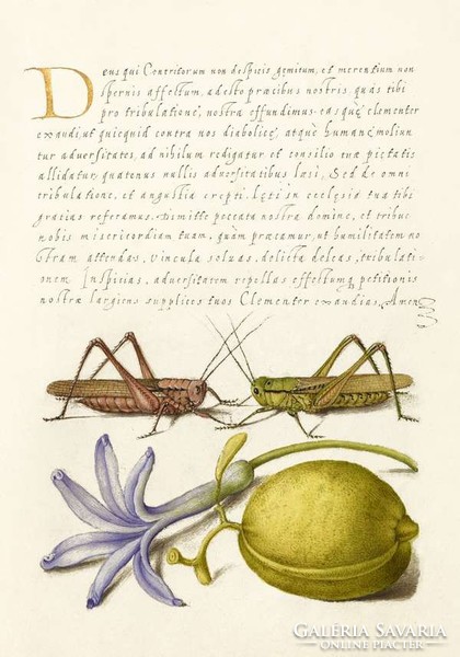 Kalligráfia arany iniciálé szöcske citrom gyümölcs jácint kék lila virág 16.sz antik kézirat reprint