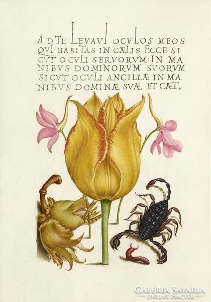 Régi szöveg illumináció sárga tulipán török mogyoró skorpió százlábú 16.sz antik kézirat reprint