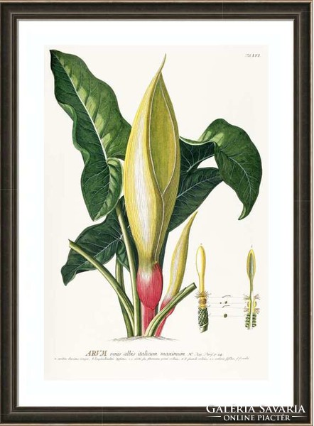 Arum kontyvirág levél sárga virágzat kerti dísznövény G.Ehret Antik botanikai illusztráció reprint