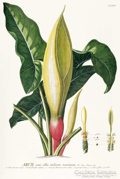 Arum kontyvirág levél sárga virágzat kerti dísznövény G.Ehret Antik botanikai illusztráció reprint