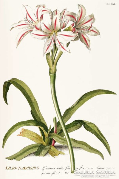 Liliom nárcisz lilio-narcissus fehér cirmos virág kerti G.Ehret Antik botanikai illusztráció reprint