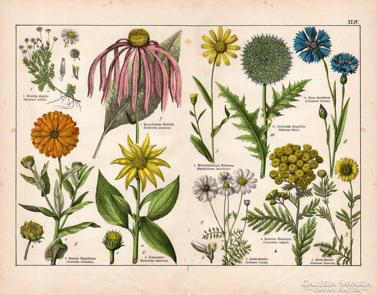 Orvosi körömvirág, csicsóka, búzavirág, kasvirág, litográfia 1887, eredeti, növény, virág, nyomat