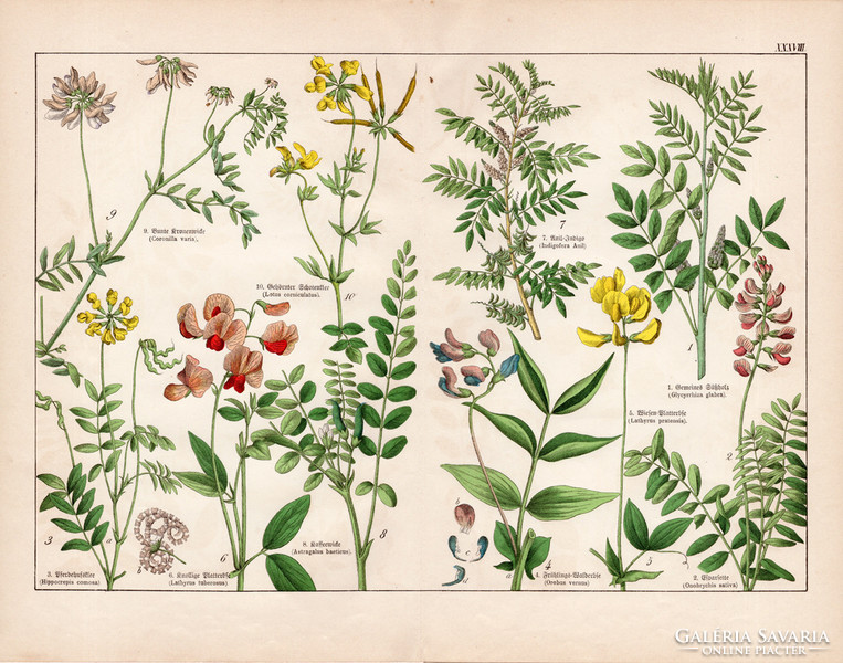 Mogyorós lednek, takarmánybaltacin, indigó, patkófű  litográfia 1887, eredeti, növény, virág, nyomat