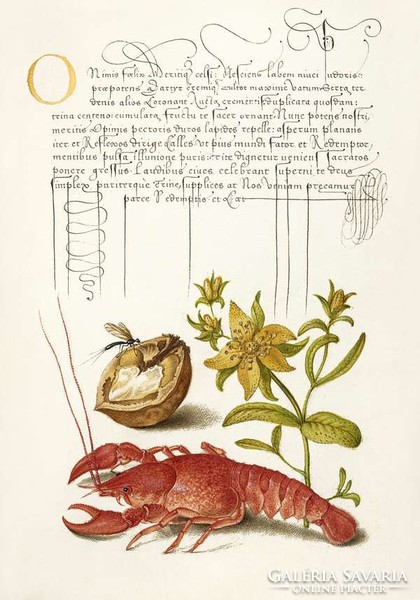 Mira Calligraphiae Monumenta antik kézirat arany kalligráfia reprint dió rák homár rovar orbáncfű