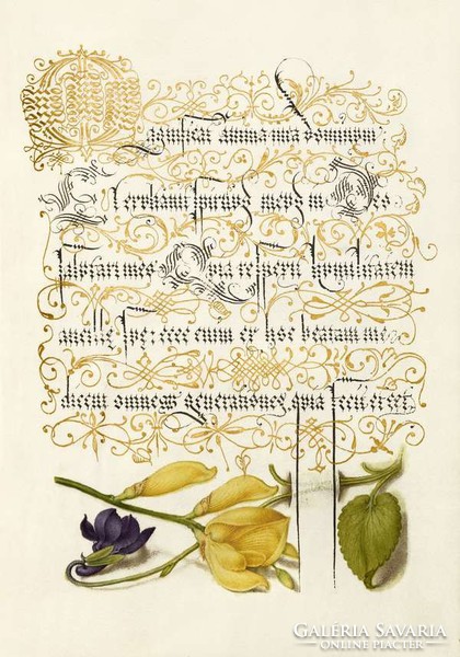 Mira Calligraphiae Monumenta antik kézirat díszes kalligráfia reprint arany díszítés ibolya zanót 
