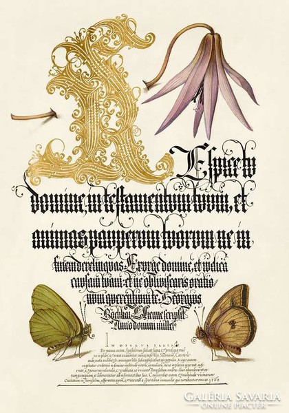 Mira Calligraphiae Monumenta antik kézirat kalligráfia reprint arany iniciálé lepke lila virág rajz