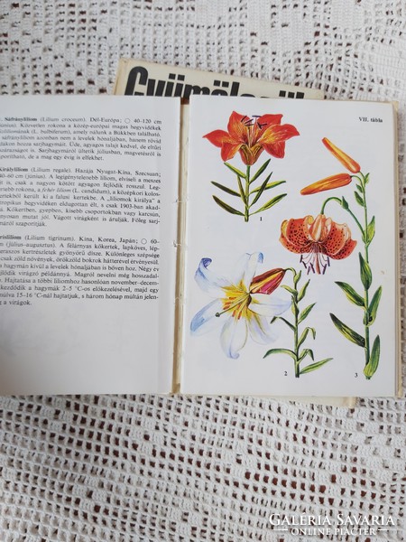Móra : Búvár zsebkönyvek , Havasi virágos Gyümölcsök Dísznövények  nosztalgia darab
