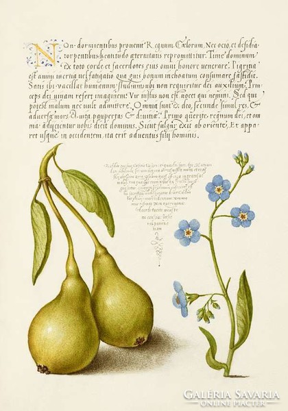 Antique artwork pear fruit spring frog eye blue flower drawing botanical illustration reprint print