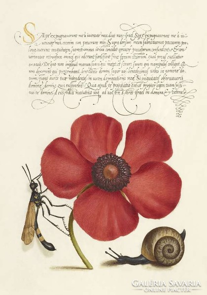 Antik grafika kézirat piros szellőrózsa lószúnyog csiga rajz botanikai illusztráció reprint nyomat